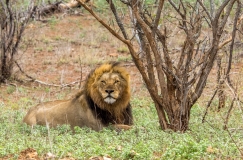Mannetjes leeuw, Zuid-Afrika
